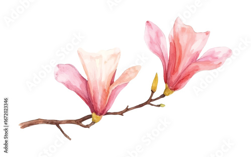 Vector art of a delicate watercolor painting of two blooming pink magnolia flowers on a branch