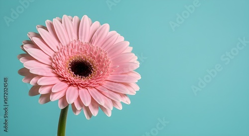 flor rosa simple sobre un fondo verde