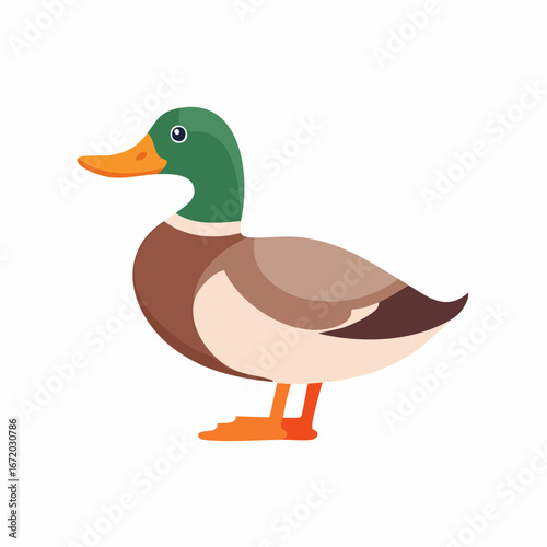 A cartoon illustration of a male mallard duck with a green head and brown body, standing sideways on a white background.