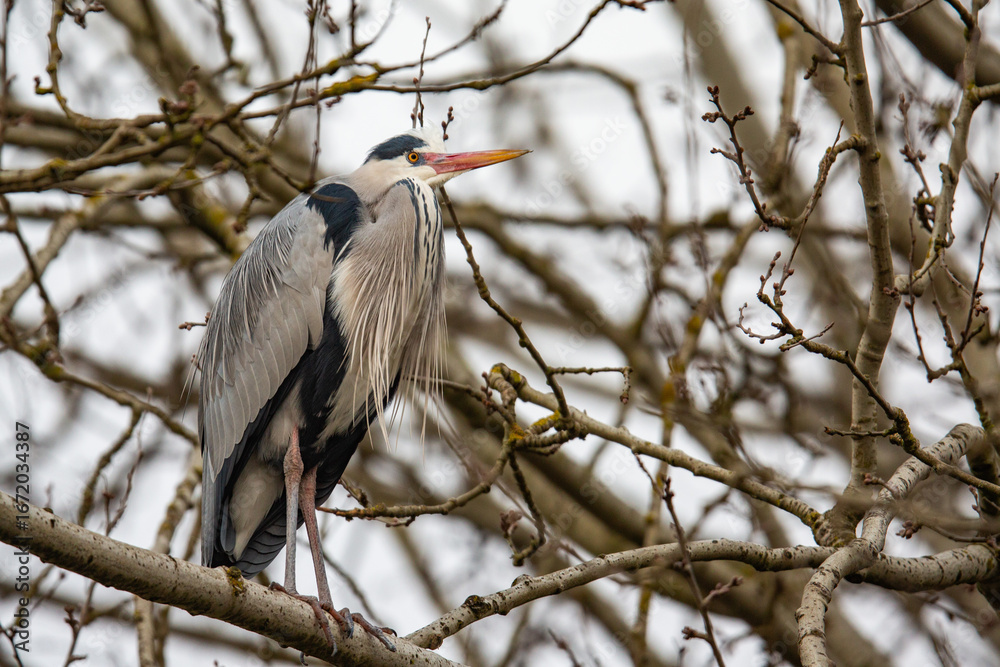 Fototapeta premium Grauheiher Porträt