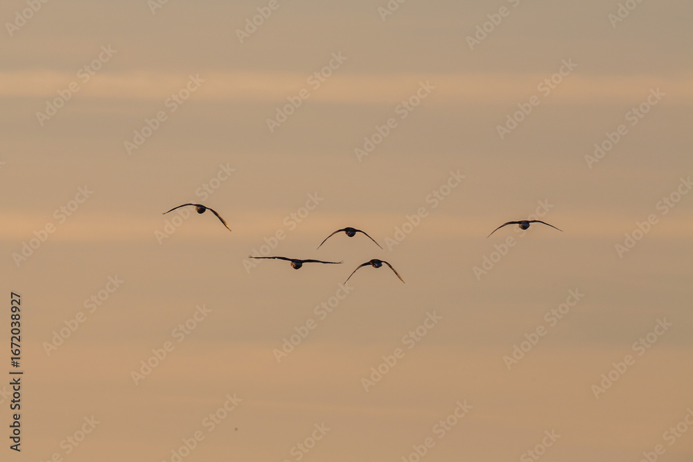 Naklejka premium Gänse im Flug im Abendrot