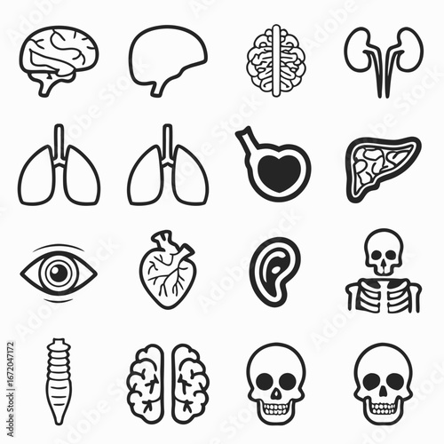 Collection of human internal organs and skeletal structures in black outline on a white background