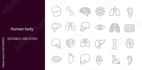 Human Body icon set. Containing brain, heart, lungs, stomach, kidneys, liver, skeleton, muscles, skin, joints, senses, DNA, and more. Editable line icons. Vector illustration