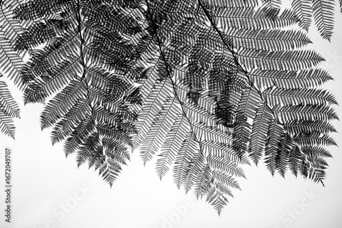 Image of a fern leaf on a white background