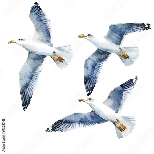 Seagulls Flying Blue Sky, watercolor drawing vector, isolated on a white background.