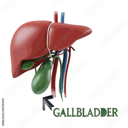 Human Liver Gallbladder Anatomy Medical Illustration - Vector Human Organs