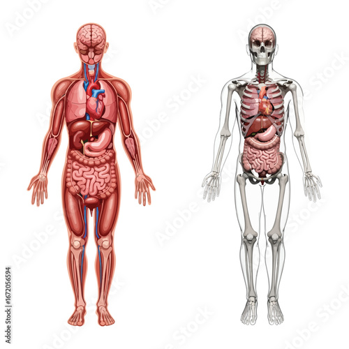 Human Anatomy Diagram Showing Internal Organs Skeleton