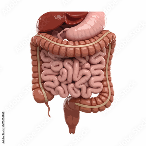 High-Resolution 3D Human Digestive System Anatomy – Detailed Intestinal Tract and Organs for Medical Education