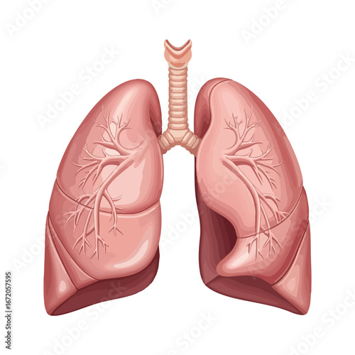 High Resolution 3D Human Lungs Anatomy with Bronchial Tree and Alveoli – Medical Illustration for Education and Healthcare