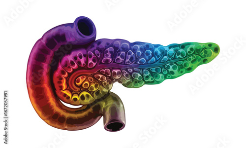 Colorful Vector Pancreas with Duodenum – Realistic Medical Visualization for Science, Education, and Clinical Use
