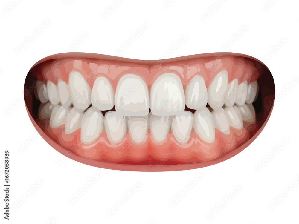 Obraz premium High-Resolution Vector Illustration of Human Teeth and Gums – Realistic Dental Anatomy for Dentistry, Education, and Oral Health