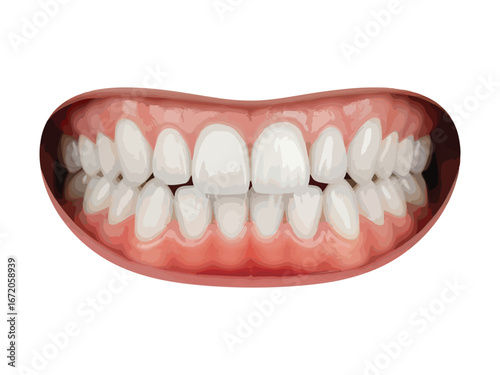 High-Resolution Vector Illustration of Human Teeth and Gums – Realistic Dental Anatomy for Dentistry, Education, and Oral Health