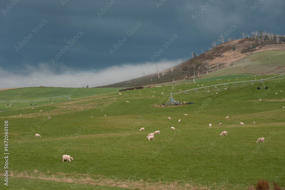 Obraz premium Merino sheep, grazing and eating grass in New zealand on irrgation pivot crop pasture