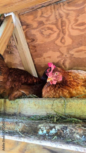 Laying eggs hens in a nest