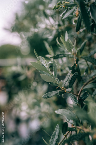 green leaves of an olive tree under the rain