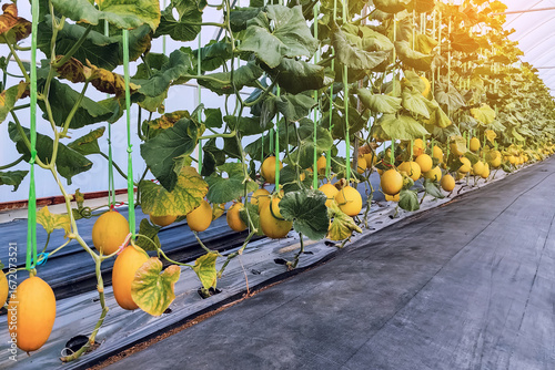 Melon,Cantaloupe melons growing in greenhouse supported by string net. Melon crop in vegetative stage under greenhouse. Golden melon fruit grown in organic farm. Hydroponic green house with melon tree