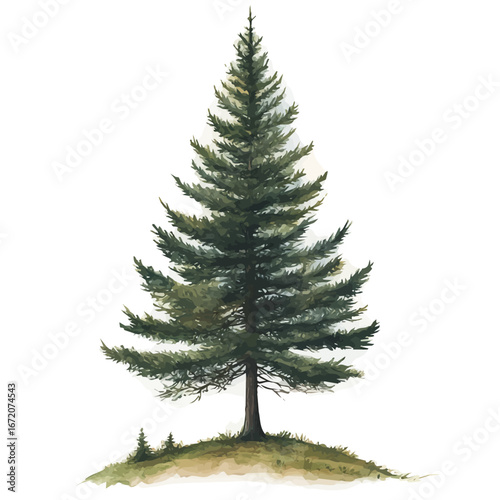 Pine Tree, watercolor painting vector, isolated on a white background.