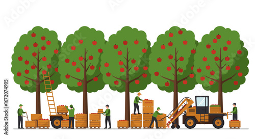Apple harvesting process with workers and machinery in an orchard