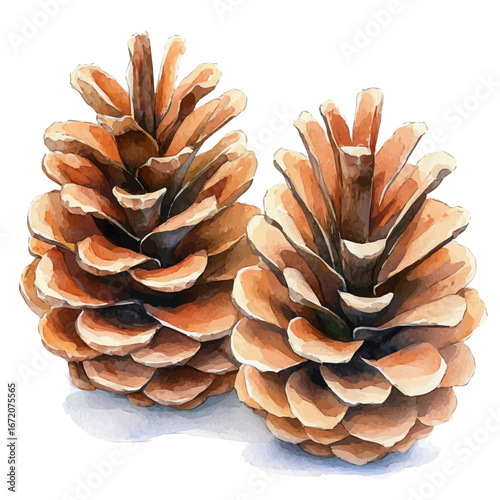 Pinecones, watercolor clipart vector, isolated on a white background.
