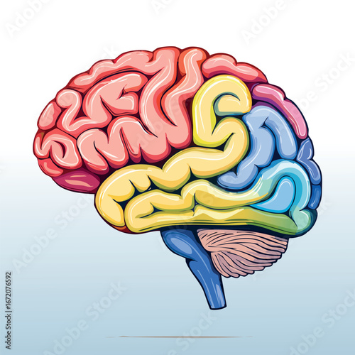 Colorful anatomical illustration of a human brain, highlighting different sections with various colors.