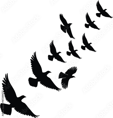 A flock of pigeons in flight silhouette flat vector design