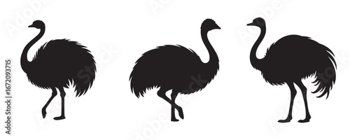 Silhouette set of ostriches in different poses, vector illustration isolated on white background for wildlife and design themes