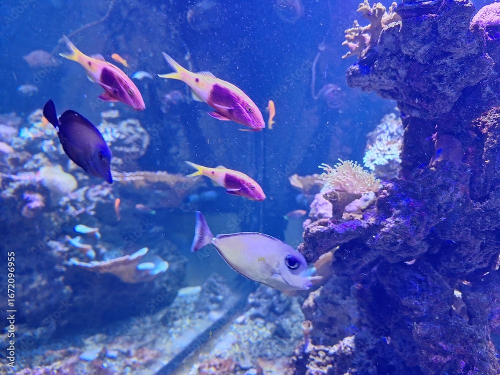 Fototapeta premium tropical fish in aquarium