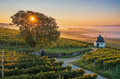 Aerial view of a stunning sunrise with fog over the Rhine and a vineyard cottage amidst vines