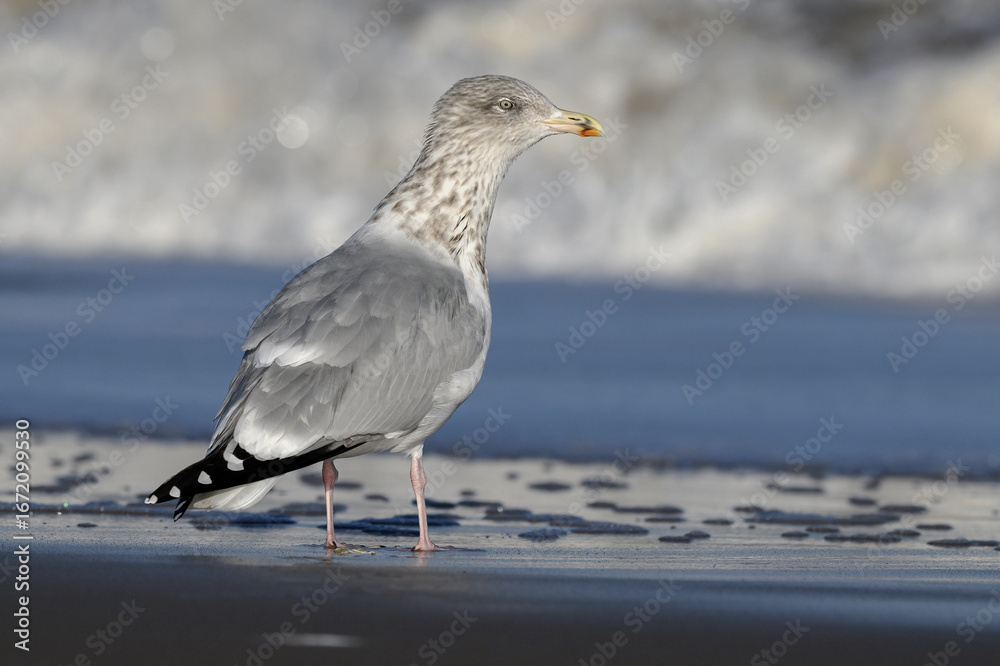 Fototapeta premium Herring Gull, Larus argentatus, adult non breeding plumage bird standing in the sea