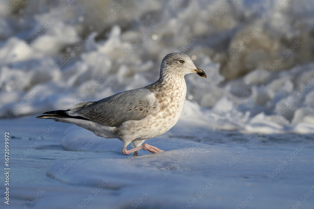 Obraz premium Herring Gull, Larus argentatus, juvenile non breeding plumage bird walking in the sea