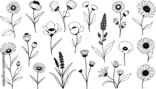 Collection of delicate hand-drawn floral sketches with botanical detail and natural elegance