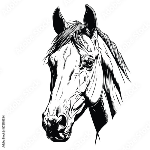 A detailed black and white line art illustration of a noble horses head portrait.