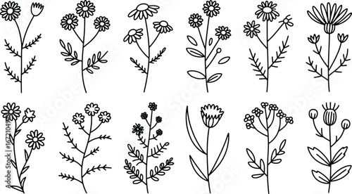 Hand-drawn wildflower collection delicate botanical line art for artistic projects