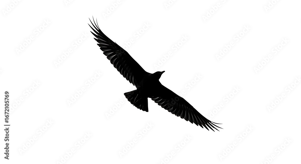 Obraz premium Silhouette of a flying bird with open wings — isolated on a white background