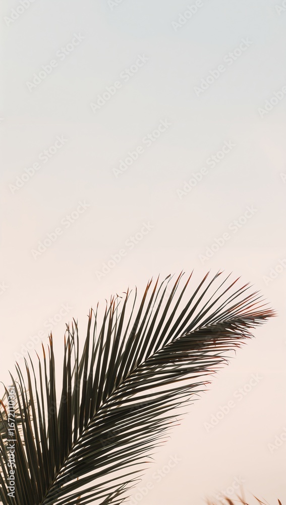 Fototapeta premium Minimalist pastel palm leaves overlapping gently forming balanced symmetry beneath pale horizon sky with muted glow
