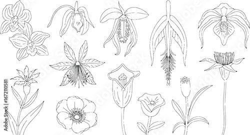 Collection of delicate floral line drawings exquisite botanical artistry detailed petal designs