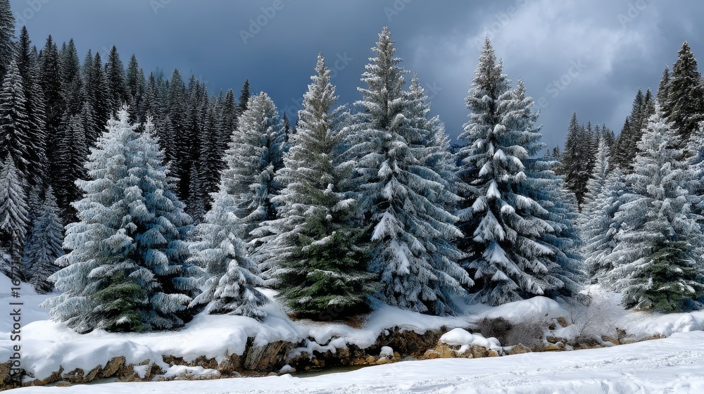 Obraz premium Snow Covered Pine Trees in a Winter Forest Landscape Under a Moody Sky with Falling Snowflakes