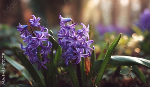 Purple hyacinth blossoms in a sunlit woodland
