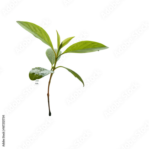 Vibrant New Growth A Young Sprouts Journey on transparent background