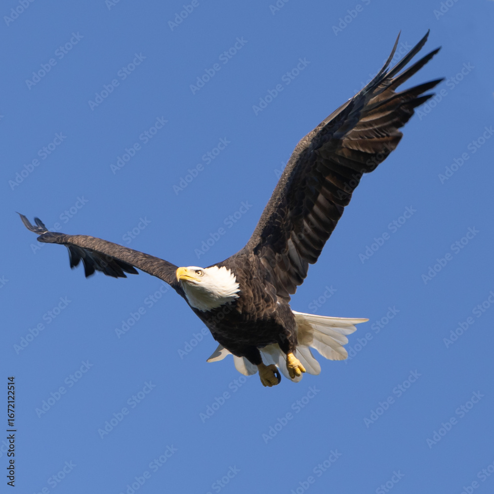 Obraz premium Bald Eagle Soaring in the Blue Sky