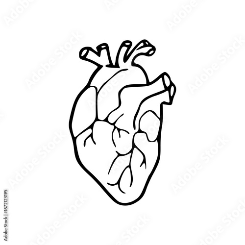 anatomical human heart outline
