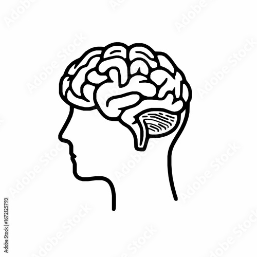 Silhouette Profile Of A Human Head With A Detailed Brain Illustration vector