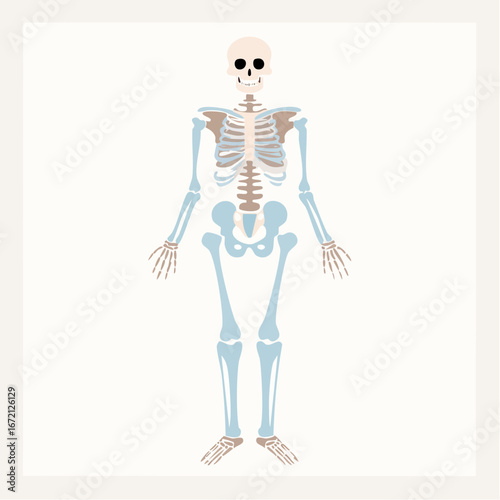Vector illustration of the complete human skeleton in a simplified, flat infographic style