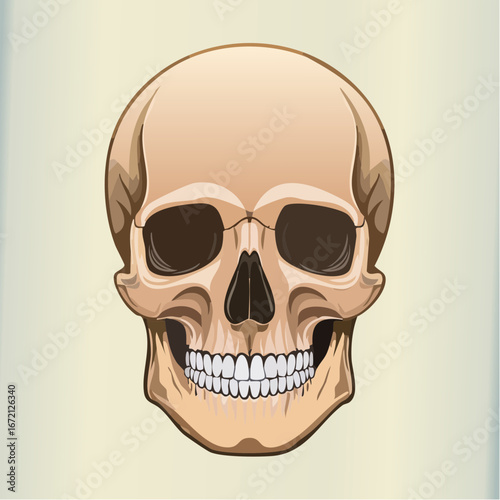 Detailed Human Skull Illustration Anatomical Vector Art
