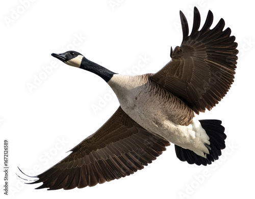 Canada Goose Flying with Wings Spread, isolated on transparent background PNG