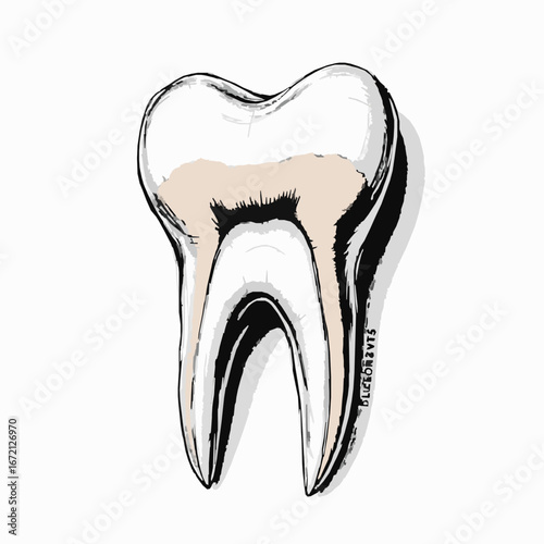 Hand Drawn Tooth With Cream Colored Enamel And Shadow dental dentistry