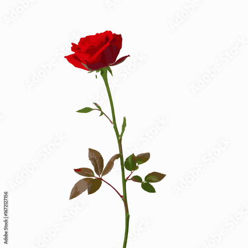 Single Red Rose on a Long Green Stem with Brownish Leaves on White Background flower floral