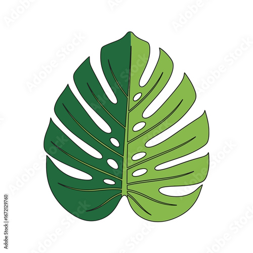 Illustration of a vibrant green Monstera deliciosa leaf.
