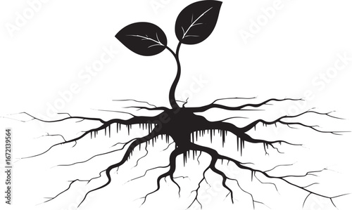 Black and white illustration of young plant sprout with two leaves growing from cracked earth with root fissures in minimalist style