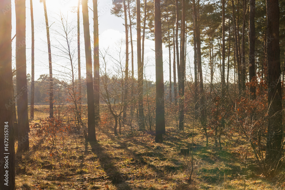 Naklejka premium Frühling im Wald mit Gegenlicht